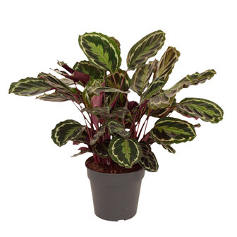 Calathea Medaillon