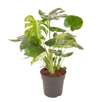 Monstera Deliciosa Struik (MONDELS24090)