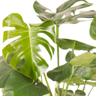 Monstera Deliciosa Struik (MONDELS24090)