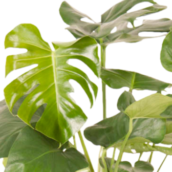 Monstera Deliciosa Struik (MONDELS24090)