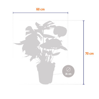 Monstera Deliciosa Struik (MONDELS24090)