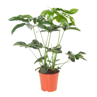 Philodendron Green Wonder (PHIGRW24080)