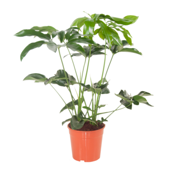 Philodendron Green Wonder (PHIGRW24080)