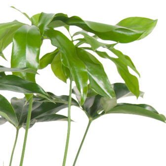 Philodendron Green Wonder (PHIGRW24080)