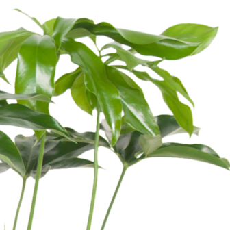 Philodendron Green Wonder (PHIGRW24080)