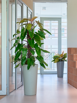 Hoge conische plantenbak