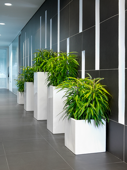 Vierkante plantenbak