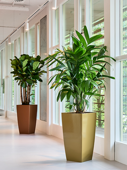 Taps hoge plantenbak