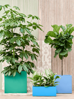 Plantenbak rechthoek