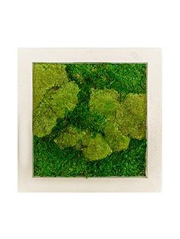 Mosschilderij 50 x 50 cm