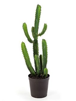 Kunstcactus