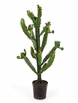 Euphorbia cactus