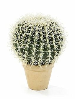 Golden barrel cactus