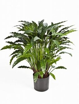 Calathea green