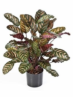 Calathea red