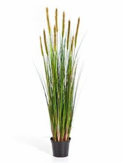 Grass foxtail high