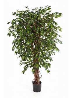 Ficus hawaiian liana