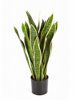 Sansevieria var