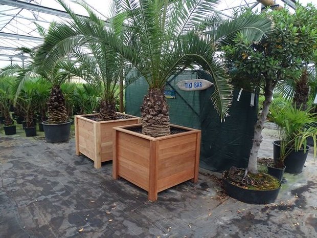 Phoenix canariensis