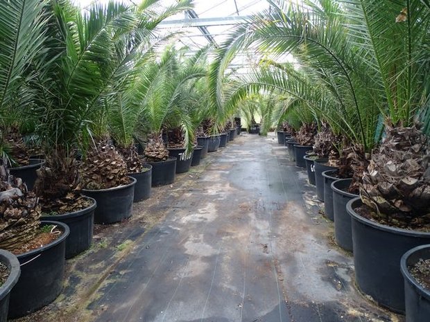 Phoenix canariensis