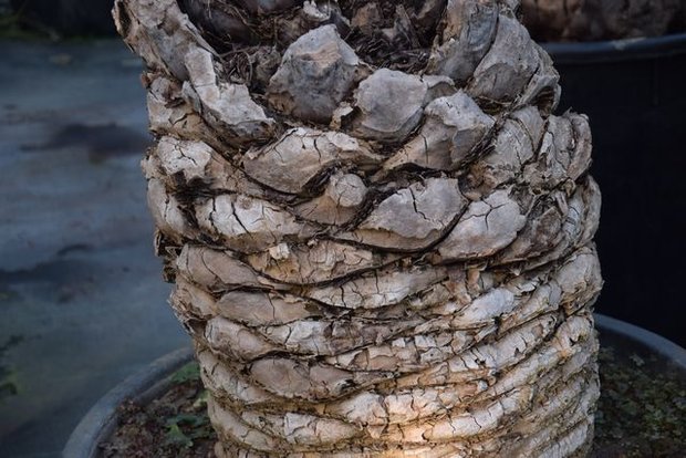 Phoenix canariensis palm