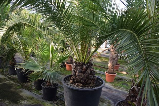 Phoenix canariensis palmboom