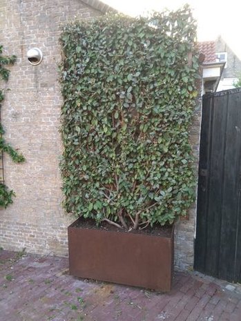 Plantenbak met trellis