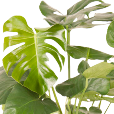 Monstera Deliciosa Struik (MONDELS24090)