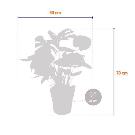 Monstera Deliciosa Struik (MONDELS24090)