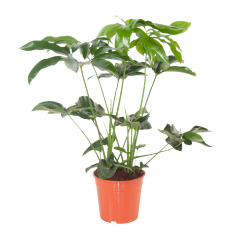 Philodendron Green Wonder (PHIGRW24080)