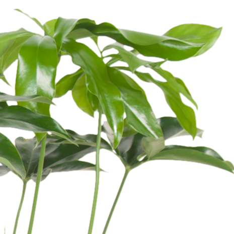 Philodendron Green Wonder (PHIGRW24080)