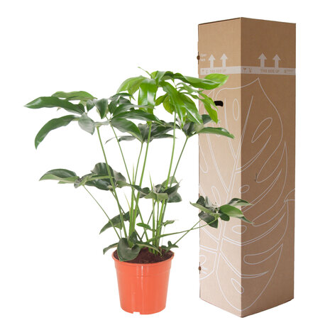 Philodendron Green Wonder (PHIGRW24080)