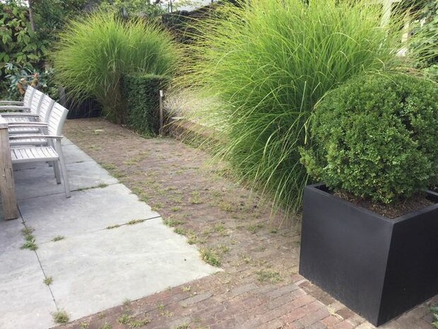 Plantenbak met kleur