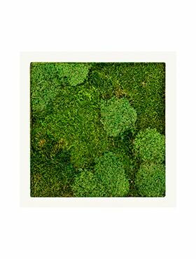 Mosschilderij
