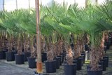 Trachycarpus wagnerianus palm