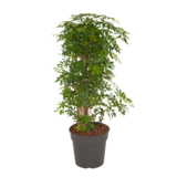 Schefflera Luseana bush (Schefflera Luseana bush)_