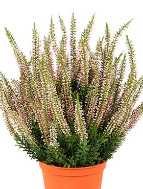 Kunstplant - Erica bush