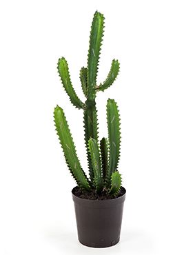 Kunstplant - Finger cactus high