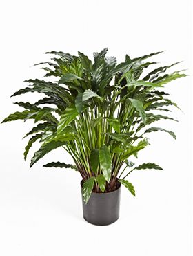 Kunstplant - Calathea green