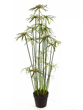 Kunstplant - Papyrus alternifolius