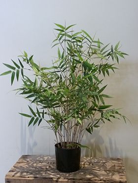 Kunstplant - Oriental bamboo tree