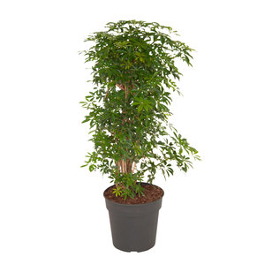 Schefflera Luseana bush (Schefflera Luseana bush)