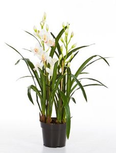 Kunstplant orchidee